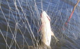 Пресечена незаконная ловля рыбы в Олэнештах
