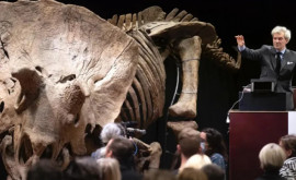 La o licitație din Paris a fost vîndut scheletul unui triceratops 