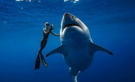 Во Флориде нашли зуб доисторической акулы