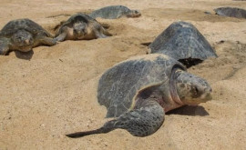 Sute de ţestoase moarte au fost aruncate de ape pe plajele din Mexic