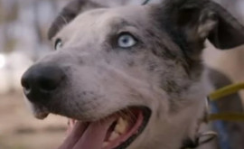 Луч надежды в Австралии пса наградили медалью за героизм