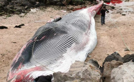 O balenă cu lungimea de 19 metri a eşuat în nordul Franţei 