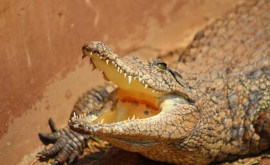 Два австралийца два дня провели на острове посреди кишащей крокодилами реки 
