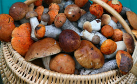 De ce sînt folositoare ciupercile