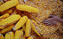 Подорожание газа привело к увеличению расходов производителей кукурузы 