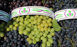 În supermarketurile din Moldova vor apărea struguri autohtoni de clasa premium 