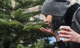 Cum alegem corect bradul natural de Crăciun ecolog