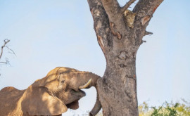 Un leopard speriat se ascunde de un elefant întrun copac