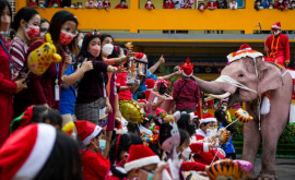 В Таиланде в канун Рождества в одной из школ устроили детский праздник со слонами 
