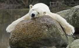 Cel mai vîrstnic urs polar din Europa a murit în Zooparcul din Berlin