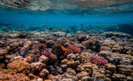 O nouă specie de coral moale de mare adîncime descoperită în vestul Scoţiei