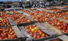 Cum funcționau combinele de recoltat tomate în Moldova Sovietică 