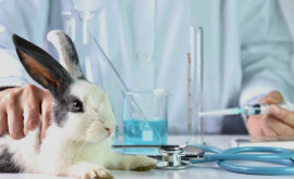 Elveţia speră să devină prima ţară din lume care să interzică testele pe animale după un referendum