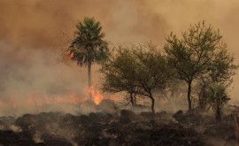 Incendii uriaşe au distrus suprafeţe întinse în nordestul Argentinei