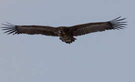 Specialiștii explică de unde au apărut cele două păsări rare văzute în Moldova