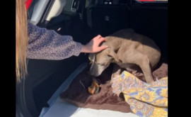 В США хозяйка отыскала свою собаку спустя 12 лет после пропажи