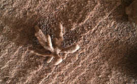 Curiosity нашел на Марсе необычный цветок Что это такое