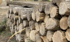 Guvernul a interzis temporar exportul lemnului pentru foc