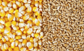 Preţul grîului îşi continuă scăderea graţie îmbunătăţirii estimărilor USDA privind stocurile mondiale