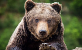 Trei urşi salvaţi dintrun sanctuar din Ucraina au primit o casă nouă în Germania