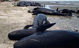 Около тридцати мертвых китов обнаружены на пляжах в Новой Зеландии