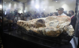 Представлены останки жившего 36 миллионов лет назад кита найденные в Перу
