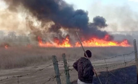 Крупный пожар в природном заповеднике Moara Domnească