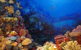 Oamenii de știință au restaurat populația unei specii de animale marine dispărute demult