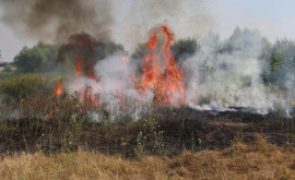 Maia Sandu cere înăsprirea pedepselor pentru cei care provoacă incendii de vegetaţie