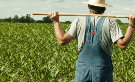 Guvernul sporește accesul producătorilor agricoli la subvențiile din bugetul de stat