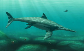 Fosila unei reptile marine din perioada dinozaurilor necunoscută anterior