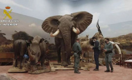 Испания обнаружен подпольный музей чучел животных