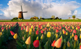 Renumita grădină cu lalele din Olanda șia deschis porțile după doi ani