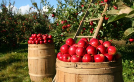 Producătorii de mere șiau diversificat piețele de desfacere