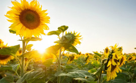 Moldova exportă în UE seminţe de floarea soarelui