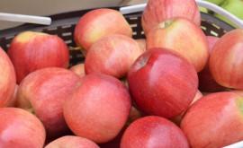 În Moldova a crescut exportul de mere