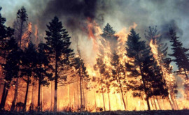 Riscul de cancer a crescut în urma expunerii la incendii de pădure