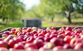 В апреле молдавские яблоки экспортировались в 18 стран