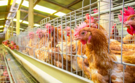 UE examinează cererea RMoldova privind exportul de carne și ouă