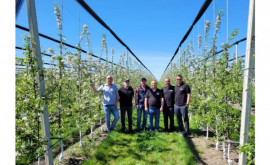 Турецкая компания заинтересована в яблоках выращенных в Республике Молдова