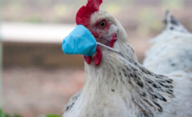 Focar de gripă aviară în Ungheni