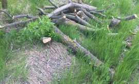 Более 200 акаций и ясеней незаконно срубили в лесу в Кагуле 