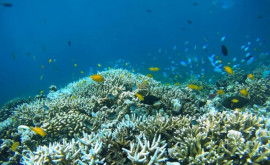 Свыше 90 кораллов Большого Барьерного рифа обесцвечены