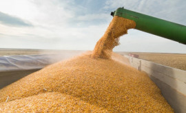 Republica Moldova va asigura transportul de cereale dintre Ucraina și România