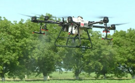O dronă agricolă filmată deasupra unui câmp de floareasoarelui din Transnistria