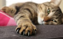 Ученые рассказали зачем кошки царапают мебель
