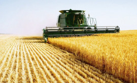 Agricultorii moldoveni se pregătesc să înceapă recoltarea cerealelor