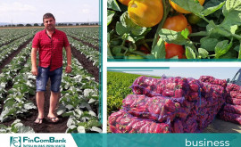 Предприниматель Андрей Дерменжи и 50 гектаров овощных культур в селе Негурень
