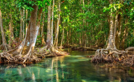 Мангровые леса одни из самых важных экосистем в мире пострадали от изменения климата