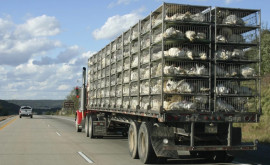 ANSA a restricționat transporturile naționale și internaționale de animale din cauza temperaturilor ridicate